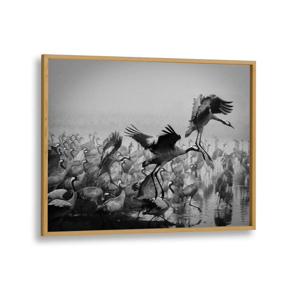 Dynamic scene of cranes in flight from the TRIO, PHOTOGRAPHY PRINTS collection, showcasing action and fine art photography.