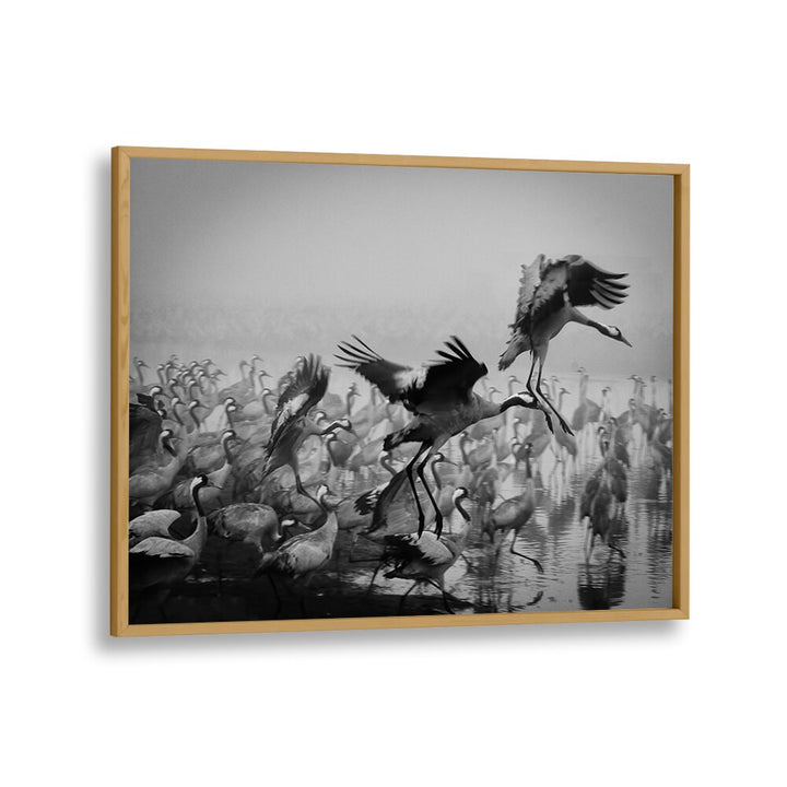 Dynamic scene of cranes in flight from the TRIO, PHOTOGRAPHY PRINTS collection, showcasing action and fine art photography.