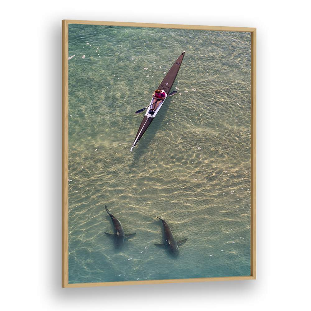 Kayaker gliding above two sharks in clear water, showcasing SHARKS COMPANION, PHOTOGRAPHY PRINTS for ocean lovers.