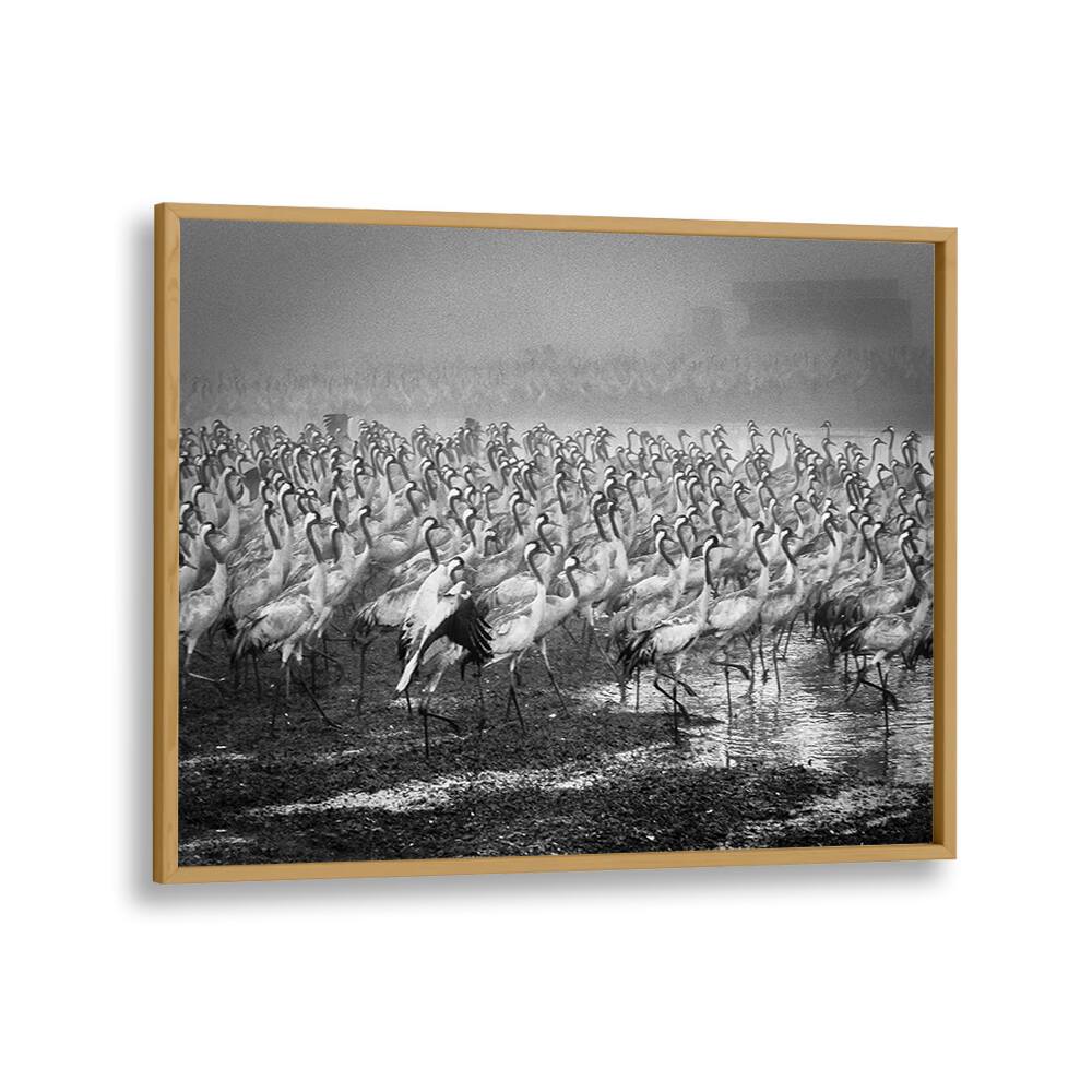 BIRD CITY, PHOTOGRAPHY PRINTS showcase a stunning black and white scene of elegant cranes in perfect harmony.