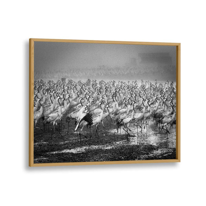 BIRD CITY, PHOTOGRAPHY PRINTS showcase a stunning black and white scene of elegant cranes in perfect harmony.