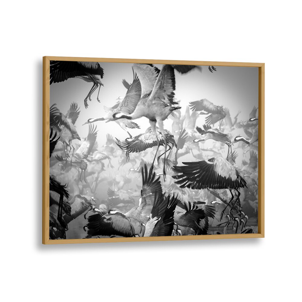Dynamic scene of flying cranes captured in CHAOS, PHOTOGRAPHY PRINTS, showcasing the energy of nature's movement.
