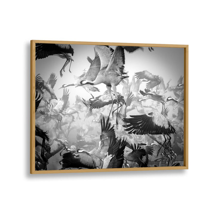 Dynamic scene of flying cranes captured in CHAOS, PHOTOGRAPHY PRINTS, showcasing the energy of nature's movement.