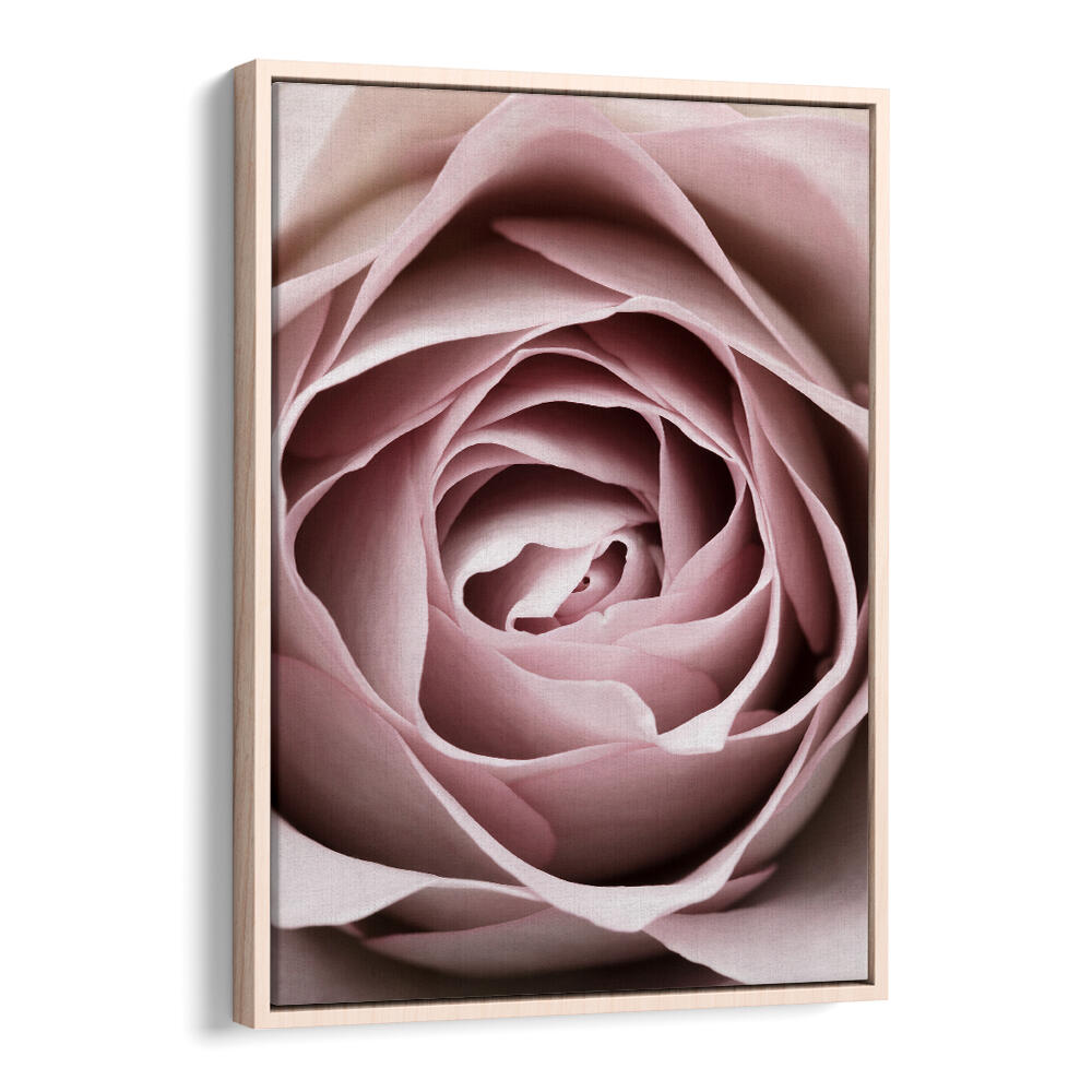 Delicate Pink Rose No IV, Floral Flower Paintings, perfect for enhancing your living space with stunning beauty.