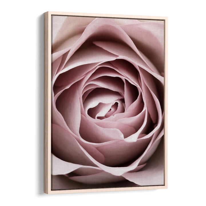 Delicate Pink Rose No IV, Floral Flower Paintings, perfect for enhancing your living space with stunning beauty.