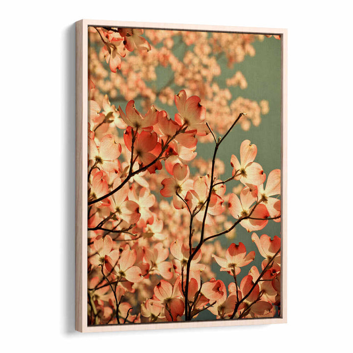 BLOSSOMS AFLOAT , FLORAL FLOWER PAINTINGS