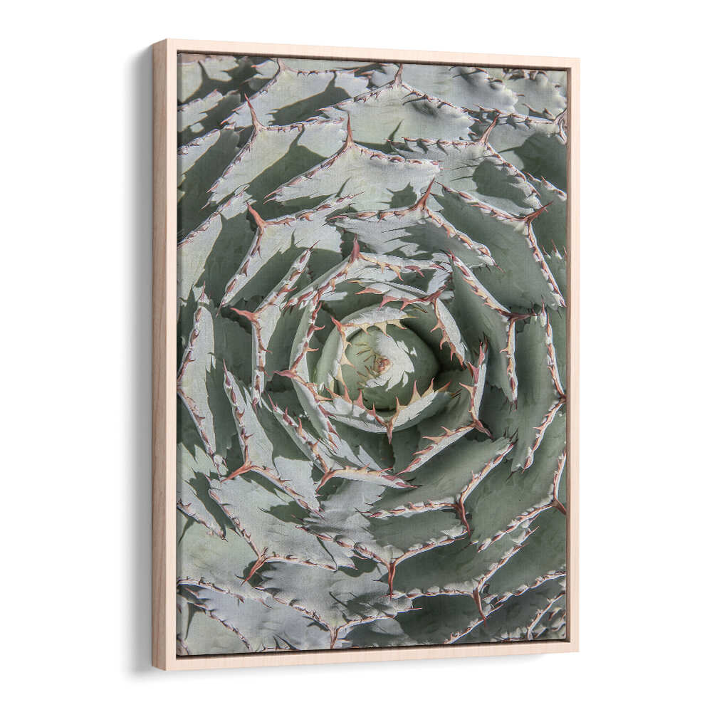 Oakwood framed SPIRAL SUCCULENT MAZE , FLORAL FLOWER PAINTINGS showing green agave spiral with thorned leaf edges