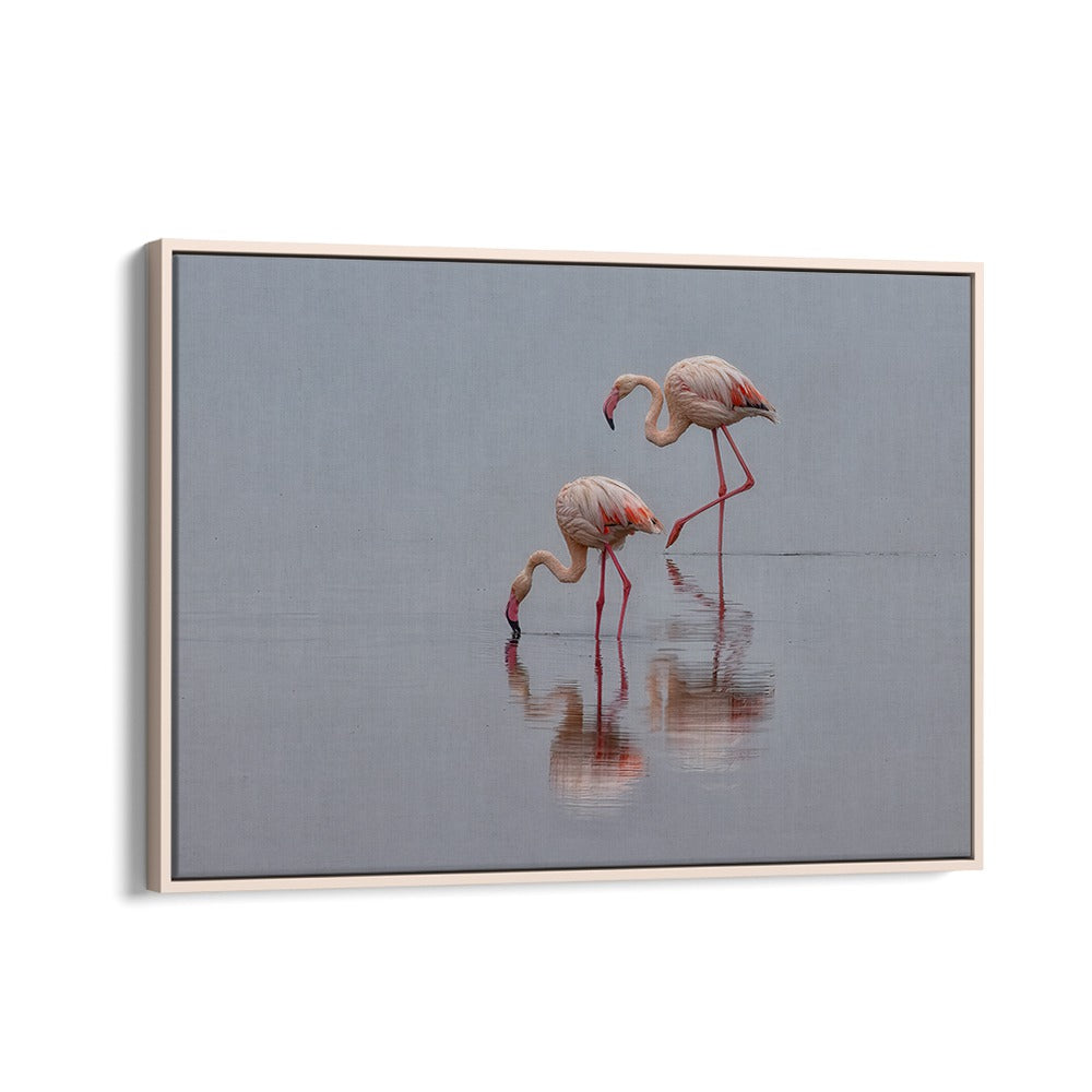 Elegant flamingos wade in serene water, showcased in our captivating FLAMINGOS, PHOTOGRAPHY PRINTS collection.