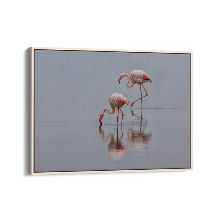 Elegant flamingos wade in serene water, showcased in our captivating FLAMINGOS, PHOTOGRAPHY PRINTS collection.