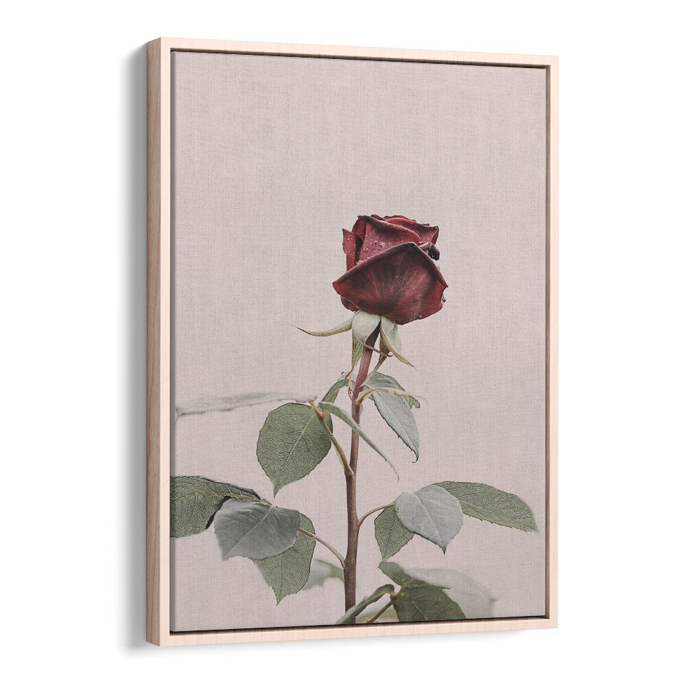 Elegant ROSE, FLORAL FLOWER PAINTINGS, perfect for home decor, showcasing a stunning red rose in a beautiful frame.