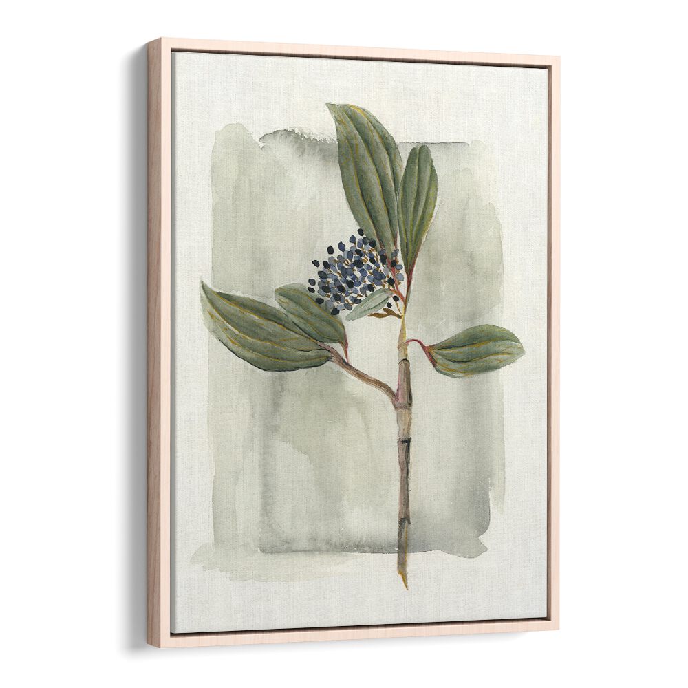 Stunning watercolor art of VIBURNUM DAVIDII, enhancing your garden's beauty with its elegant foliage and flowers.