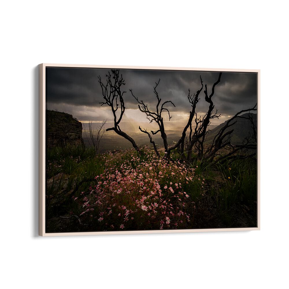 Experience the beauty of ACTINOTUS FORSYTHII, PHOTOGRAPHY PRINTS, showcasing stunning Australian flora in a unique landscape.