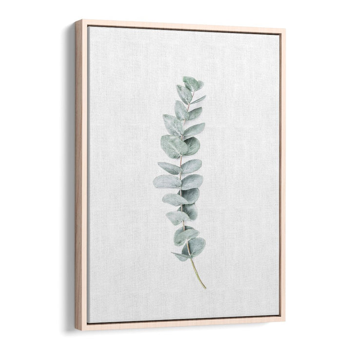 EUCALYPTUS II, FLORAL FLOWER PAINTINGS feature calming eucalyptus leaves, perfect for enhancing your tranquil space.