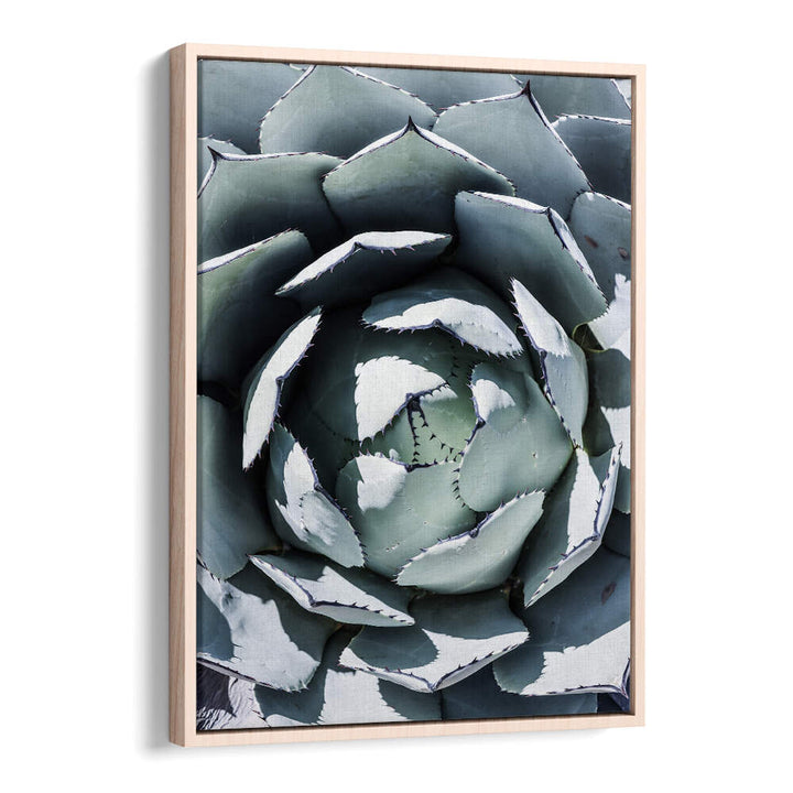 Oakwood framed AGAVE SPIRAL DANCE , FLORAL FLOWER PAINTINGS: close-up green agave spiral wall art