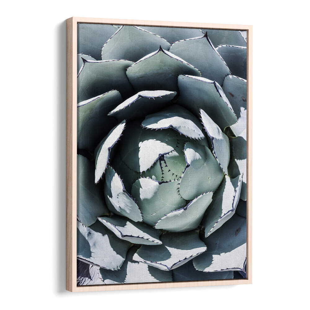 Oakwood framed AGAVE SPIRAL DANCE , FLORAL FLOWER PAINTINGS: close-up green agave spiral wall art