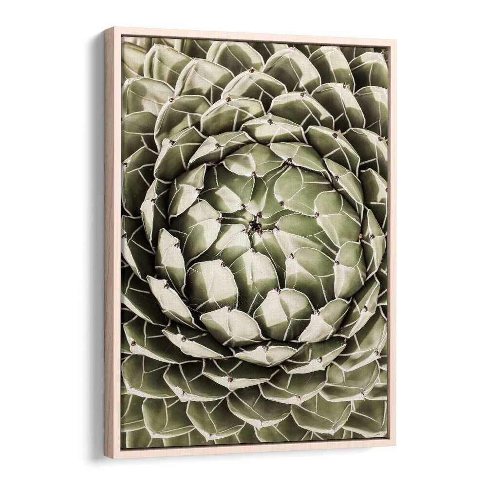 Oakwood framed GEOMETRIC SUCCULENT , FLORAL FLOWER PAINTINGS showing a close-up green succulent spiral