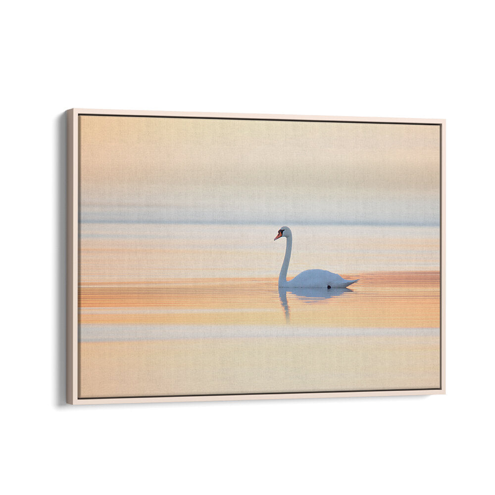 SWAN , PHOTOGRAPHY PRINTS