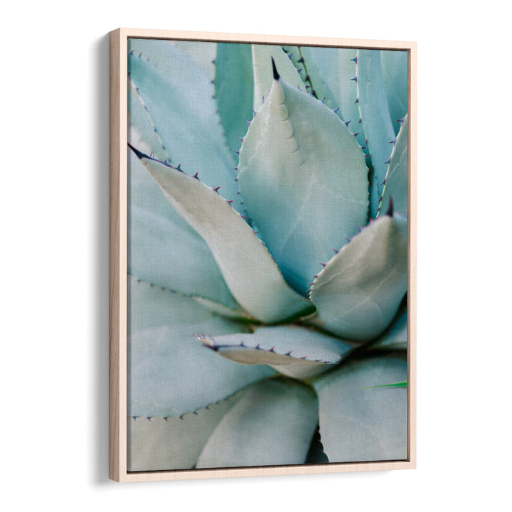 SUCCULENT GREEN , PHOTOGRAPHY PRINTS