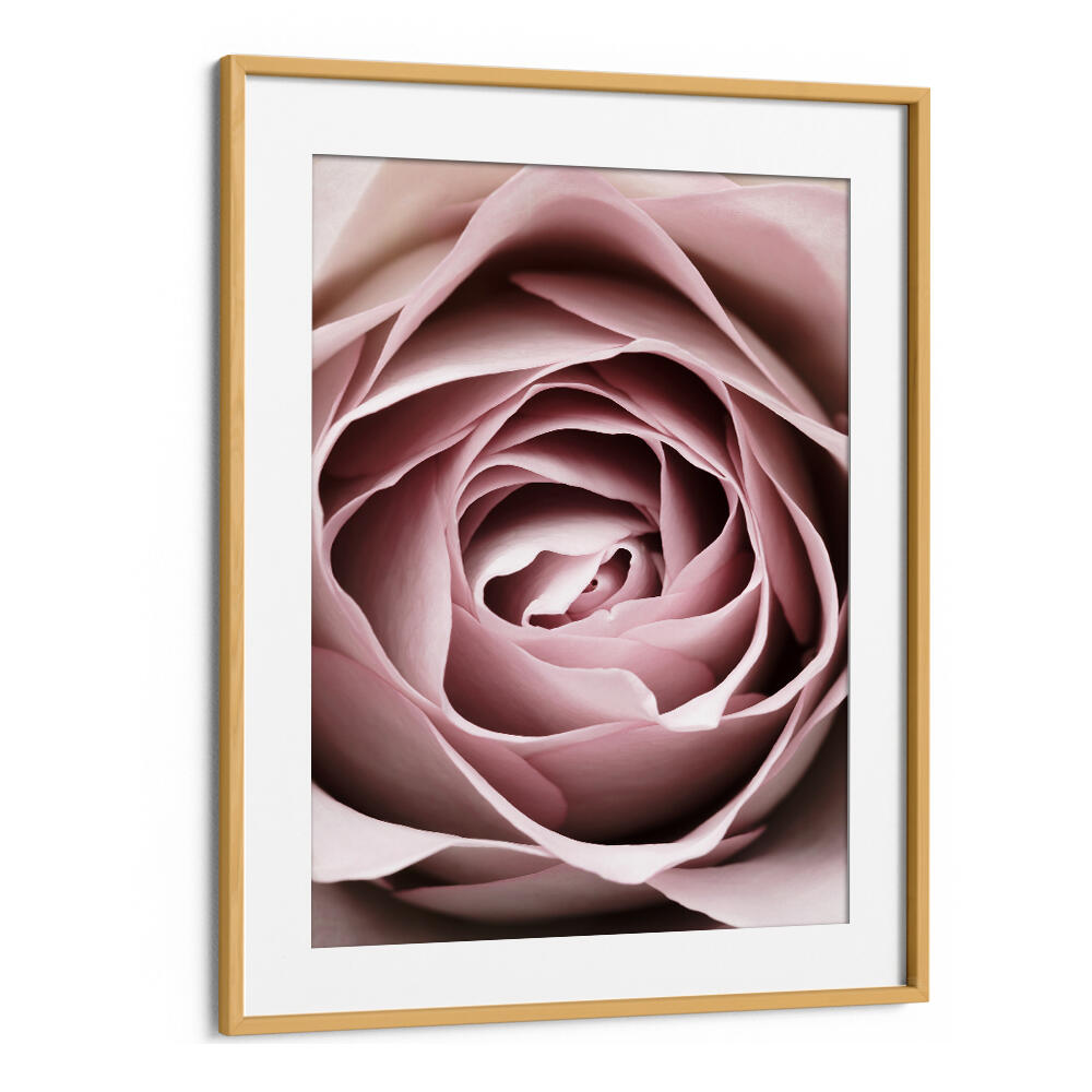 Delicate Pink Rose No IV, Floral Flower Paintings, perfect for enhancing your home’s decor with elegance.