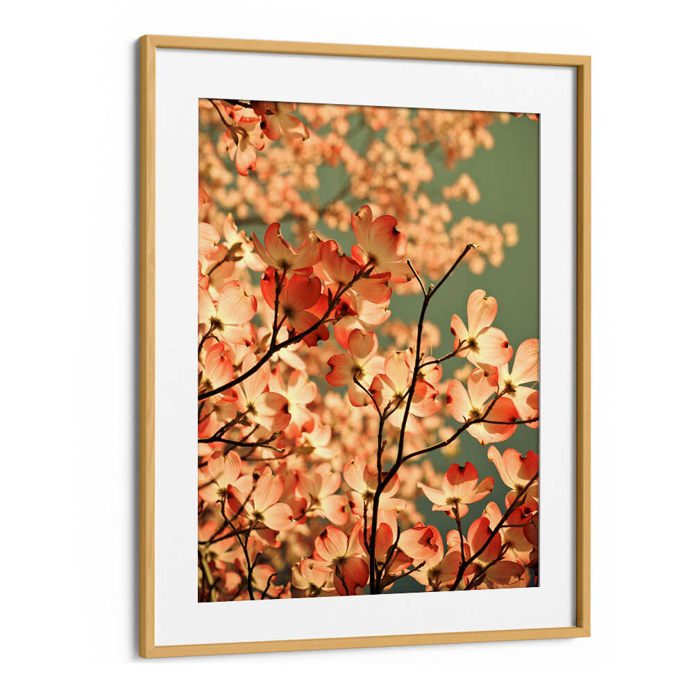 BLOSSOMS AFLOAT , FLORAL FLOWER PAINTINGS