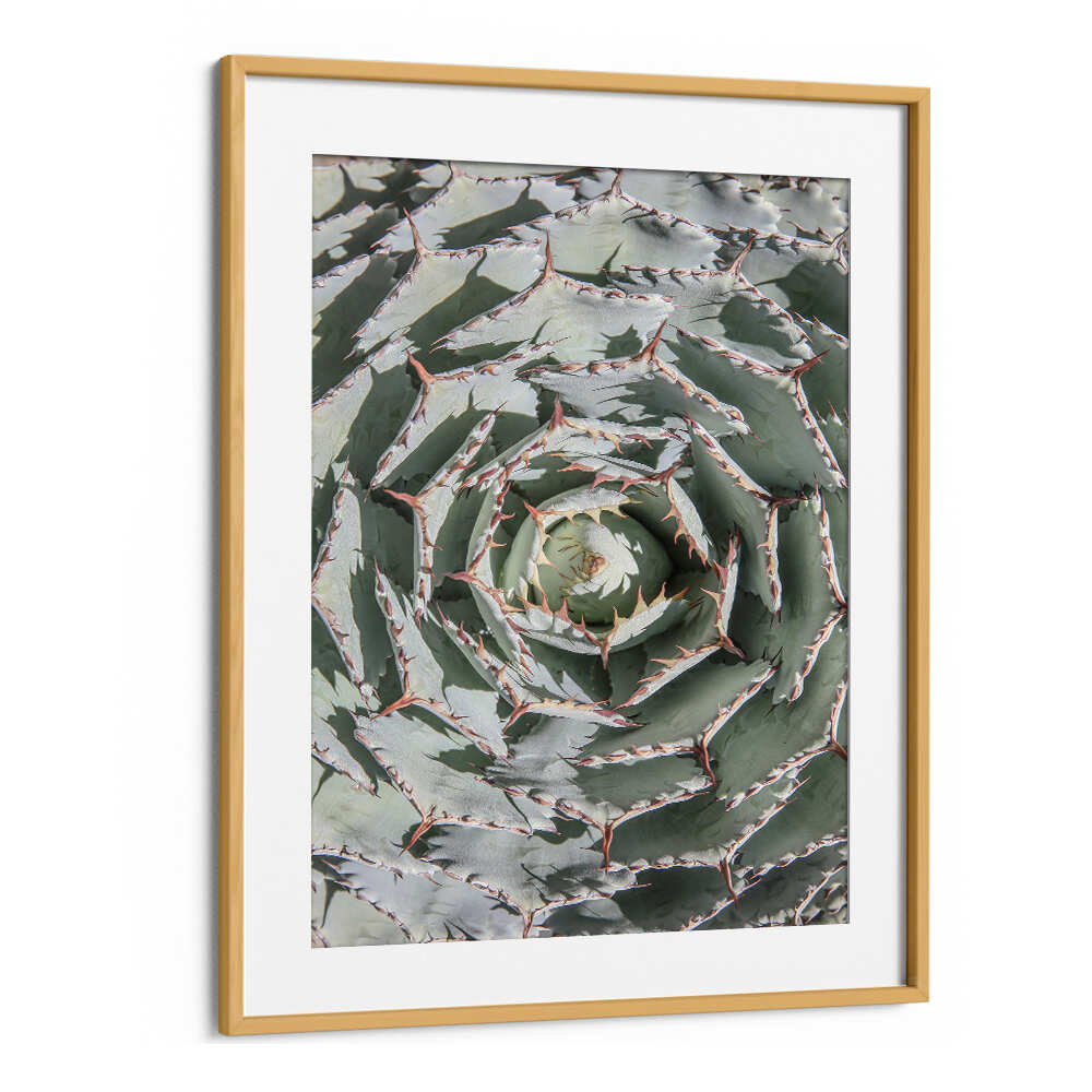 Oakwood Mount SPIRAL SUCCULENT MAZE , FLORAL FLOWER PAINTINGS framed close-up succulent spiral, muted greens