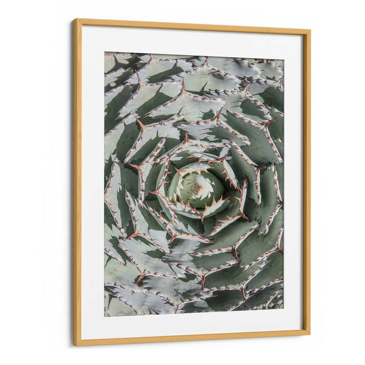 Oakwood Mount SPIRAL SUCCULENT MAZE , FLORAL FLOWER PAINTINGS framed close-up succulent spiral, muted greens