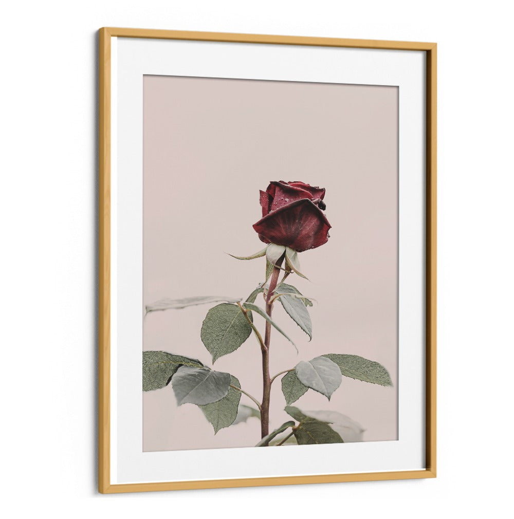 Elegant ROSE, FLORAL FLOWER PAINTINGS, perfect for home decor, exuding charm and beauty for any occasion.