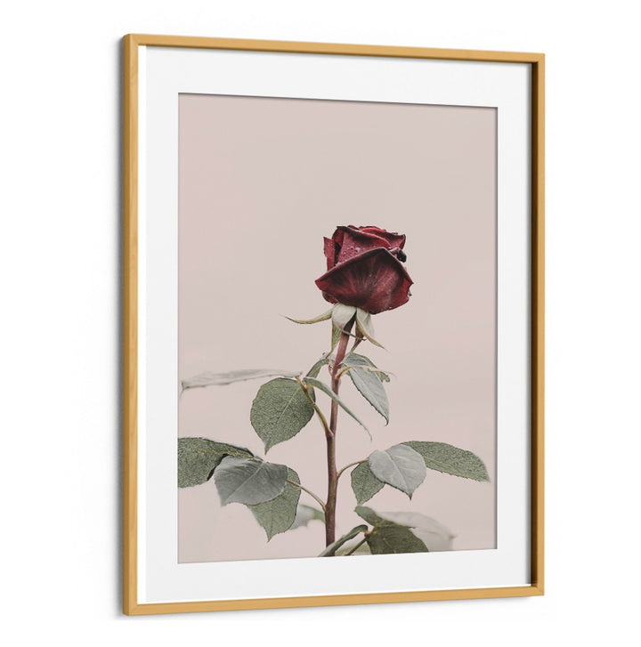 Elegant ROSE, FLORAL FLOWER PAINTINGS, perfect for home decor, exuding charm and beauty for any occasion.