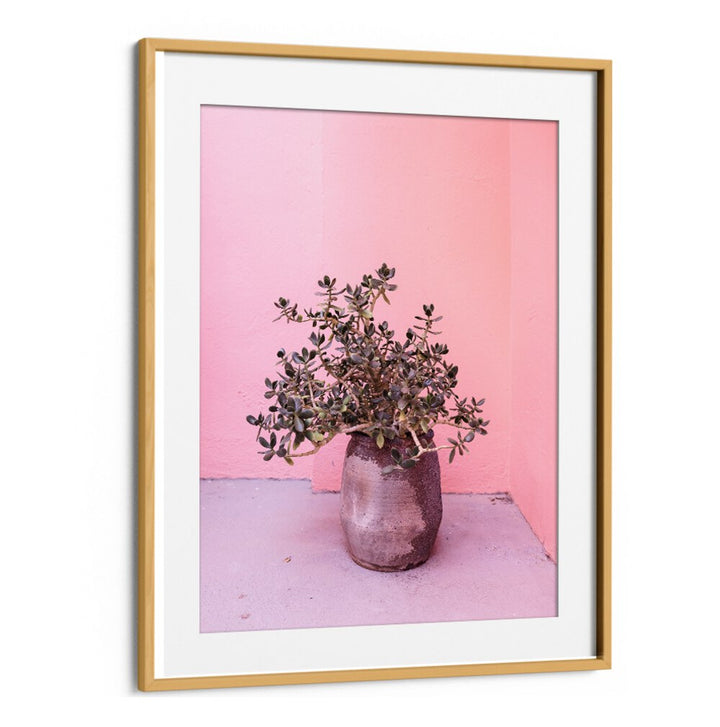 Stunning SPANISH RUSTIC SUCCULENT, FLORAL FLOWER PAINTINGS in a charming pot against a pink backdrop. Perfect for any decor.