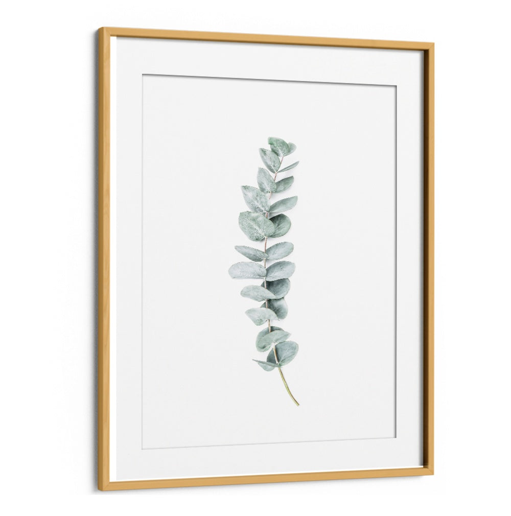 EUCALYPTUS II, FLORAL FLOWER PAINTINGS showcase a delicate eucalyptus leaf, enhancing any serene space with elegance.