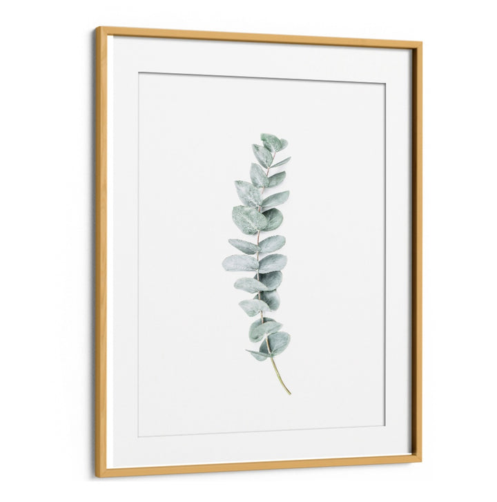 EUCALYPTUS II, FLORAL FLOWER PAINTINGS showcase a delicate eucalyptus leaf, enhancing any serene space with elegance.