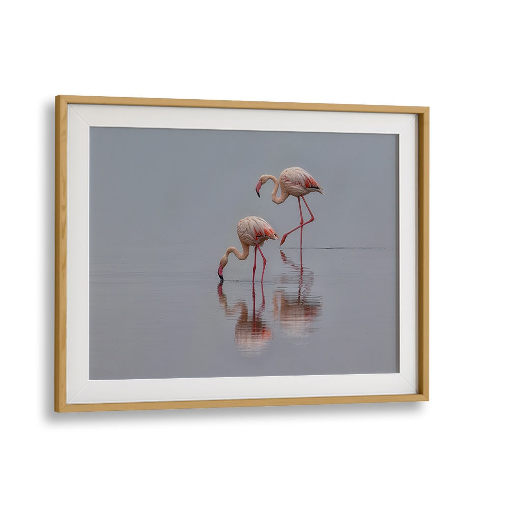 Elegant flamingos wading in calm waters showcased in stunning FLAMINGOS, PHOTOGRAPHY PRINTS for nature lovers.