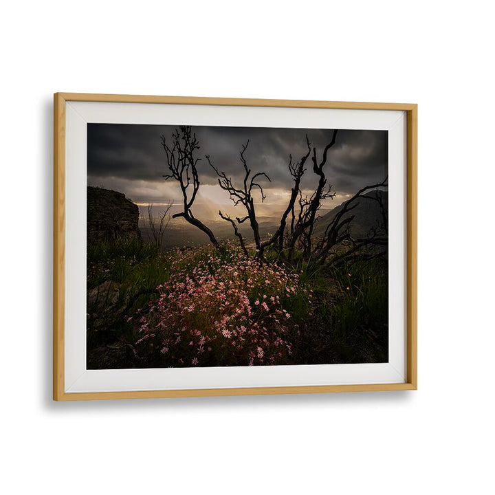 Stunning ACTINOTUS FORSYTHII, PHOTOGRAPHY PRINTS showcasing the beauty of Australian flora in a framed landscape.