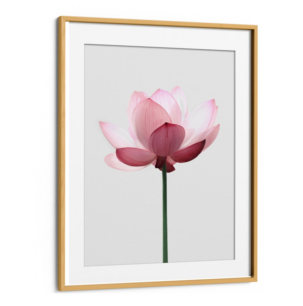 Elegant LOTUS FLOWER, FLORAL FLOWER PAINTINGS, perfect for adding tranquility and beauty to any space.