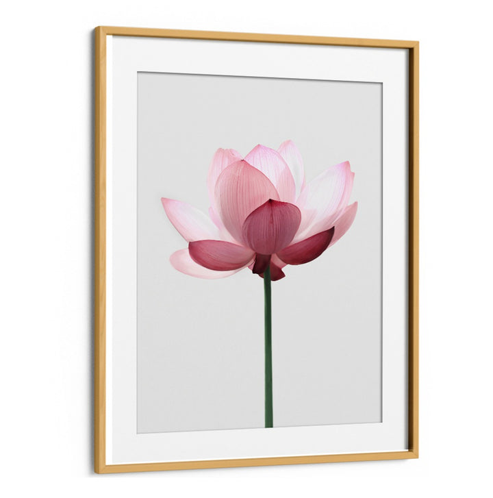Elegant LOTUS FLOWER, FLORAL FLOWER PAINTINGS, perfect for adding tranquility and beauty to any space.