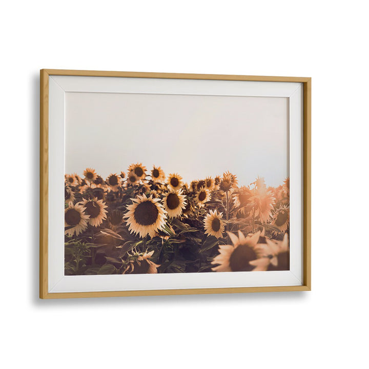 Vibrant SUNFLOWERS II, FLORAL FLOWER PAINTINGS brighten any space with warmth and positivity for your home decor.
