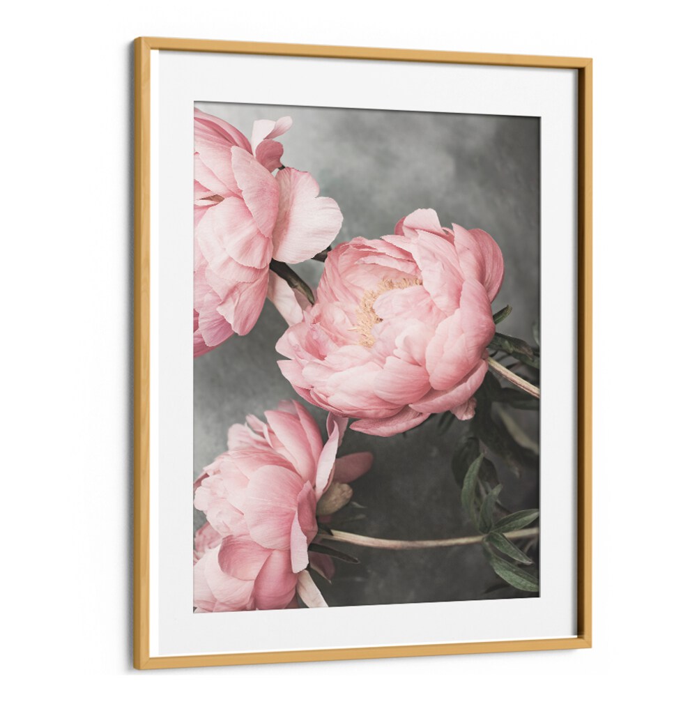 Delicate pink peonies framed beautifully in ROSE II, FLORAL FLOWER PAINTINGS for an elegant home decor accent.