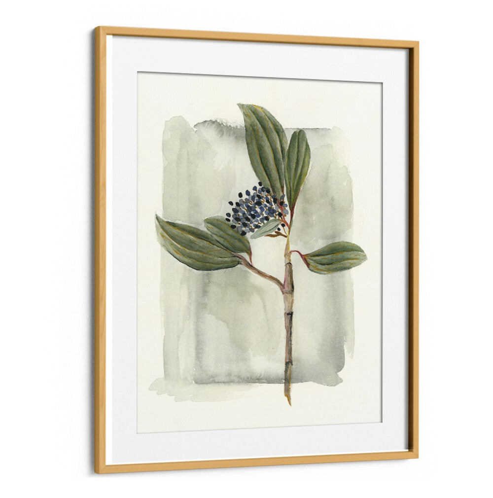 VIBURNUM DAVIDII artwork featuring glossy leaves and delicate flowers, perfect for enhancing any garden space.