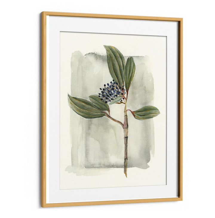 VIBURNUM DAVIDII artwork featuring glossy leaves and delicate flowers, perfect for enhancing any garden space.