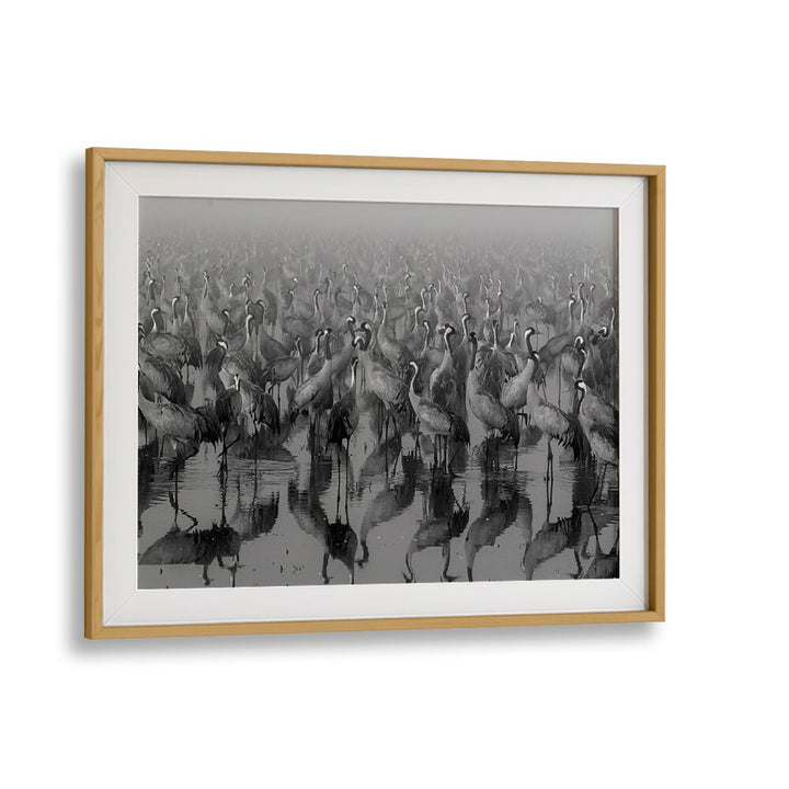 CROSSPOINT, PHOTOGRAPHY PRINTS showcase stunning black-and-white cranes in a serene setting, perfect for art lovers.