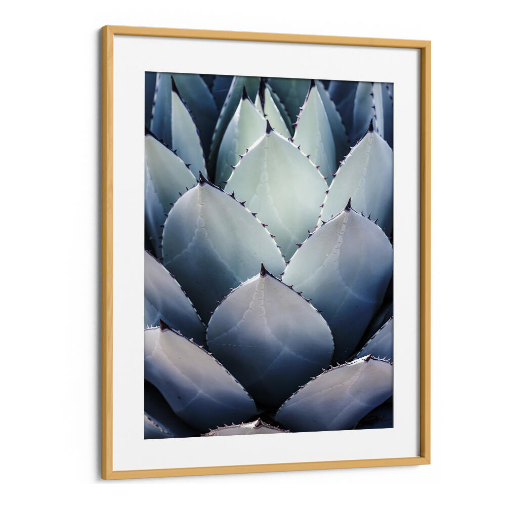 Oakwood Mount framed agave close-up with layered leaves, AGAVE GEOMETRY , FLORAL FLOWER PAINTINGS