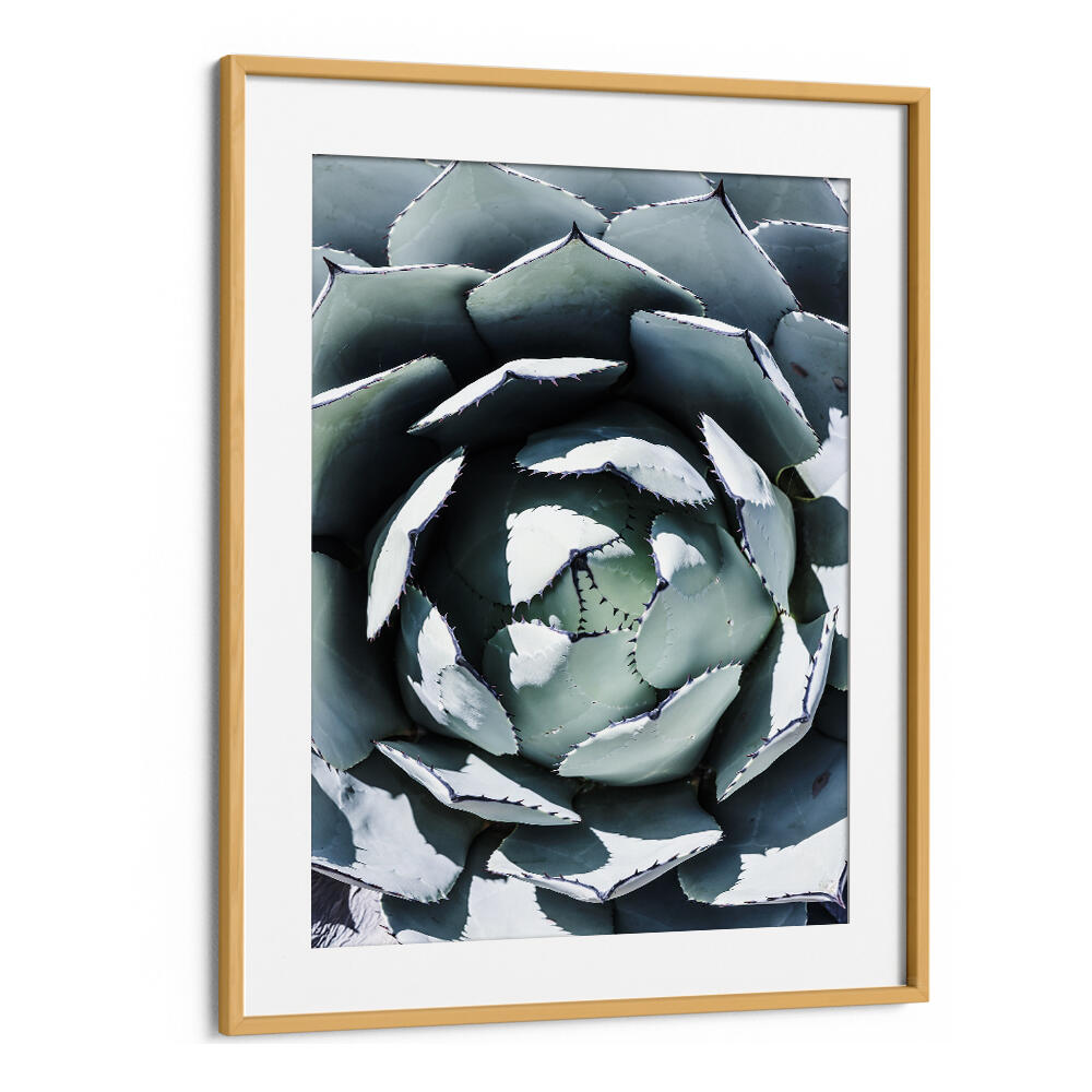 Oakwood Mount framed AGAVE SPIRAL DANCE , FLORAL FLOWER PAINTINGS close-up spiral agave with muted blue‑green leaves