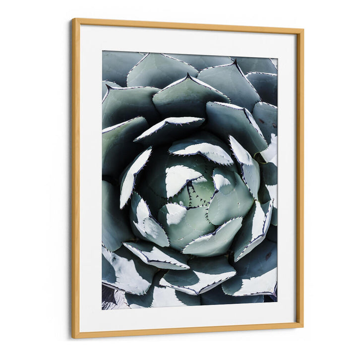 Oakwood Mount framed AGAVE SPIRAL DANCE , FLORAL FLOWER PAINTINGS close-up spiral agave with muted blue‑green leaves