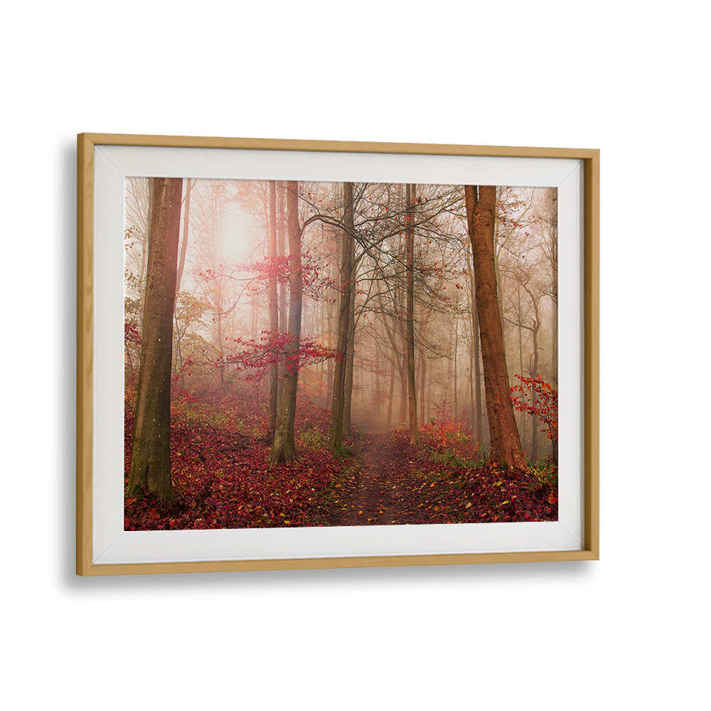FOREST SCENE. , PHOTOGRAPHY PRINTS