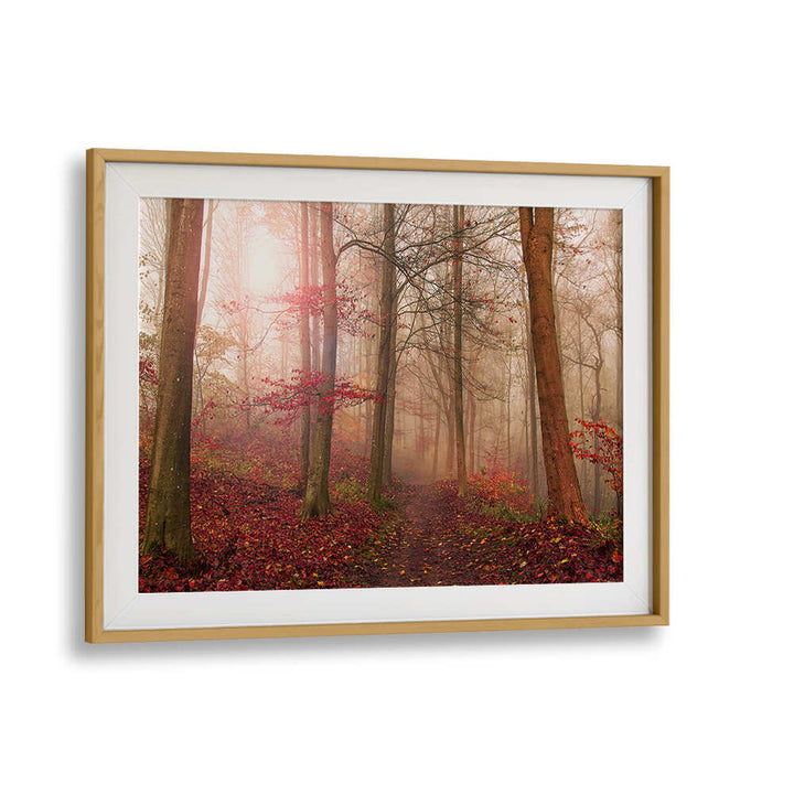 FOREST SCENE. , PHOTOGRAPHY PRINTS