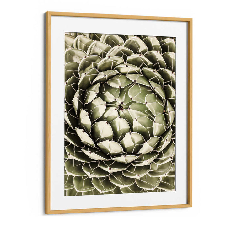 Oakwood Mount framed geometric succulent print with spiral pattern, GEOMETRIC SUCCULENT , FLORAL FLOWER PAINTINGS