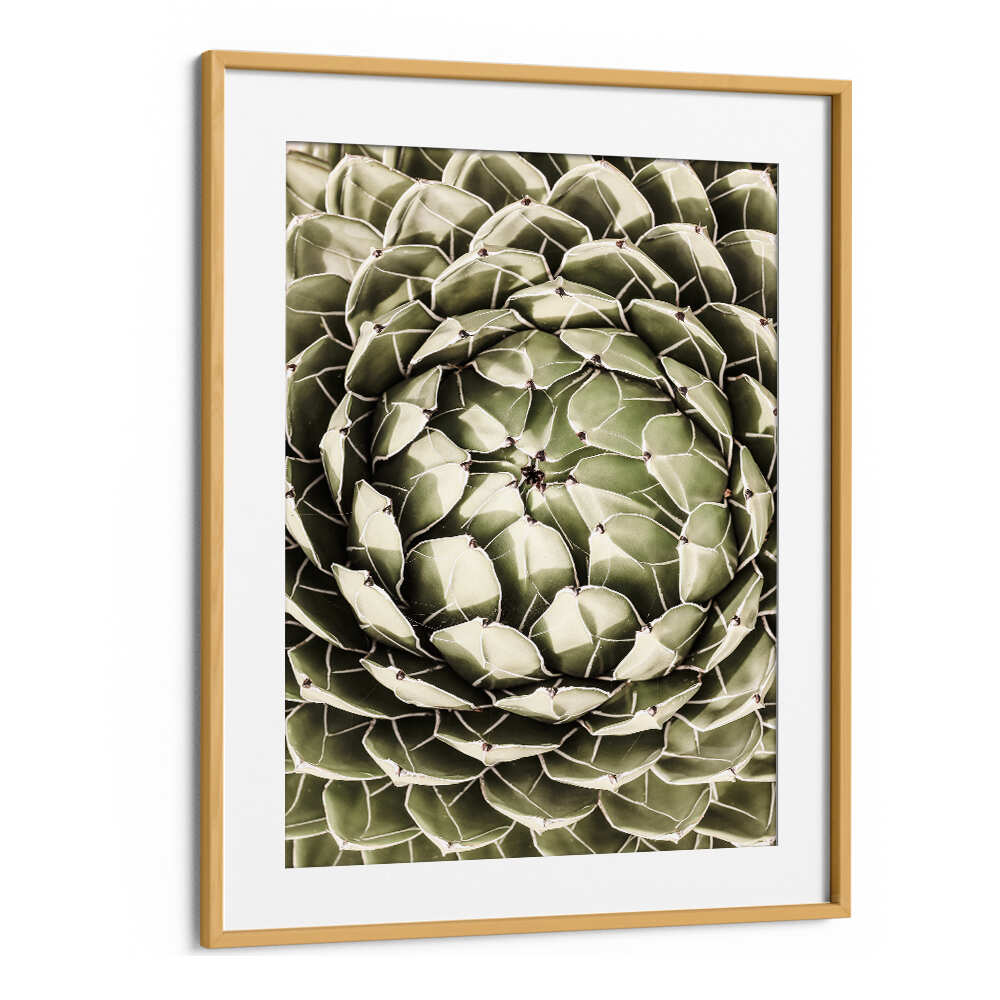Oakwood Mount framed geometric succulent print with spiral pattern, GEOMETRIC SUCCULENT , FLORAL FLOWER PAINTINGS