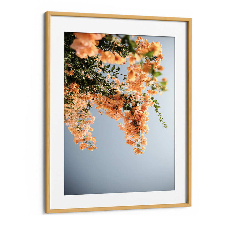 Oakwood Mount framed GOLDEN BLOSSOM DANCE , FLORAL FLOWER PAINTINGS showing cascading peach blossoms against a blue sky