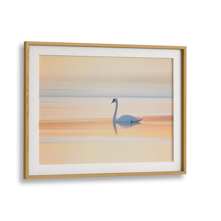 SWAN , PHOTOGRAPHY PRINTS