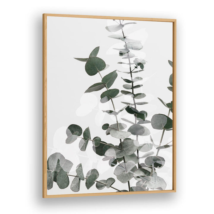 EUCALYPTUS CREATIVE VI, FLORAL FLOWER PAINTINGS showcase elegant eucalyptus leaves, enhancing any living space beautifully.